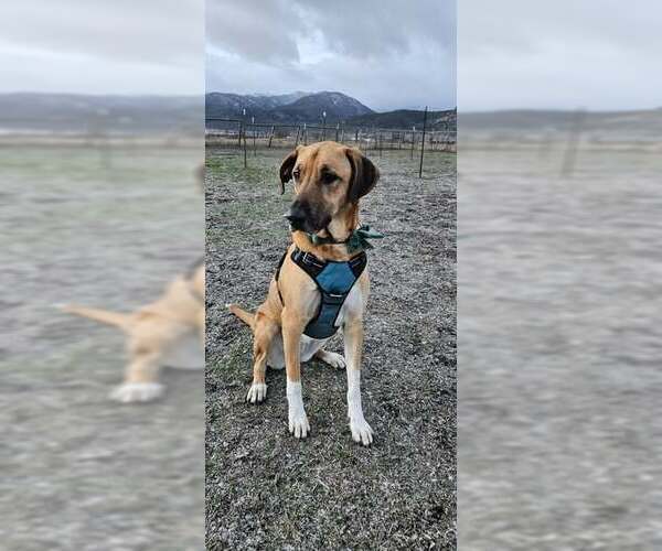 Medium Photo #2 Pyrenees Ridgeback Puppy For Sale in Missoula, MT, USA