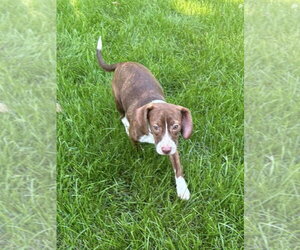 Matilda - Female Boglen Terrier Dog for Adoption - Photo #3