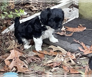 Cavanese Puppy for sale in WEST POINT, VA, USA