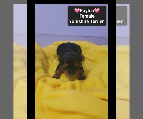 Medium Photo #2 Yorkshire Terrier Puppy For Sale in TUCSON, AZ, USA