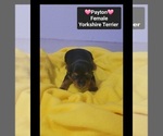 Small #1 Yorkshire Terrier
