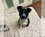 Small American Pit Bull Terrier
