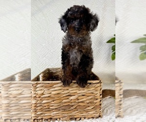 Cock-A-Poo Puppy for sale in GREENFIELD, IN, USA
