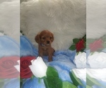 Small Photo #7 Australian Shepherd-Cavalier King Charles Spaniel Mix Puppy For Sale in HOWLAND, OH, USA