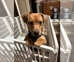 Small #3 Dachshund Mix
