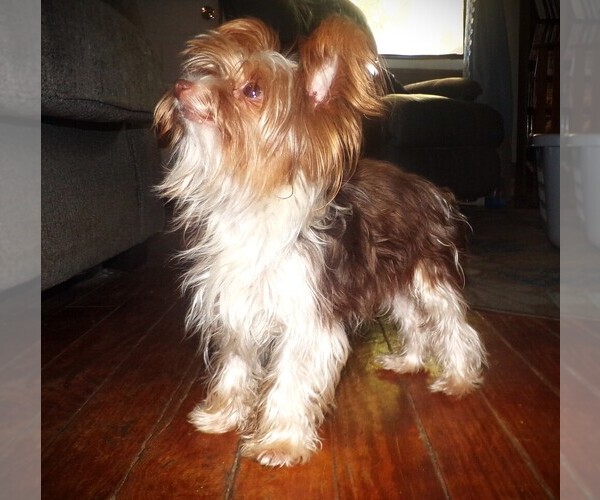 Medium Photo #1 Yorkshire Terrier Puppy For Sale in SPRINGFIELD, MO, USA
