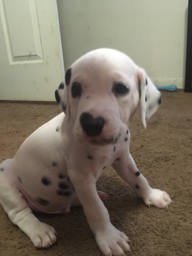 Medium Photo #1 Dalmatian Puppy For Sale in AUSTIN, TX, USA