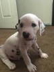 Small Photo #1 Dalmatian Puppy For Sale in AUSTIN, TX, USA