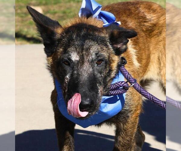 Medium Photo #1 German Shepherd Dog-Unknown Mix Puppy For Sale in San Antonio, TX, USA