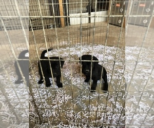 Labrador Retriever Puppy for sale in RAMSEY, MN, USA