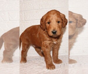 Goldendoodle Puppy for sale in PIQUA, OH, USA