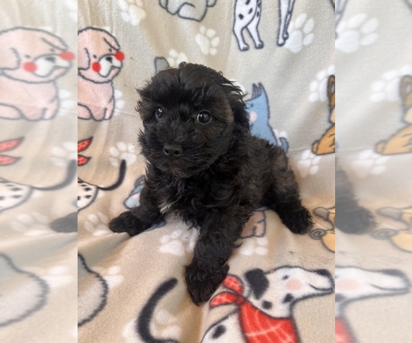 Medium Photo #1 Poodle (Miniature)-Schnoodle (Miniature) Mix Puppy For Sale in Lexington, NC, USA