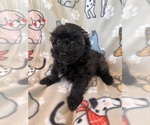 Small Poodle (Miniature)-Schnoodle (Miniature) Mix