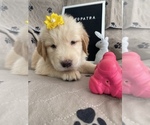 Puppy 3 Golden Retriever