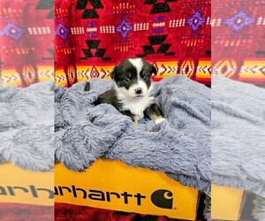 American Corgi Puppy for sale in COMMERCE CITY, CO, USA