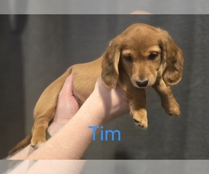 Medium Dachshund
