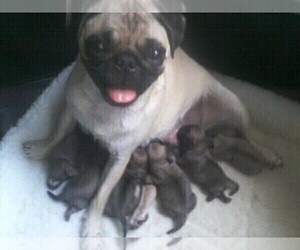 Mother of the Pug puppies born on 03/22/2020