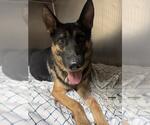 Small German Shepherd Dog
