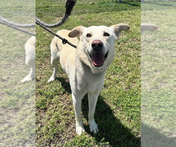 Medium Photo #9 Mutt Puppy For Sale in Abbeville, LA, USA