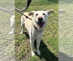 Small Photo #9 Mutt Puppy For Sale in Abbeville, LA, USA