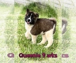Small #1 Akita