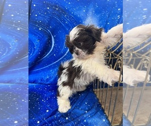 Shih Tzu Puppy for sale in INDIANAPOLIS, IN, USA