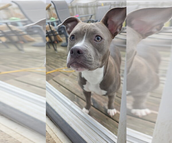 Medium Photo #2 American Pit Bull Terrier-Labrador Retriever Mix Puppy For Sale in Marine City, MI, USA