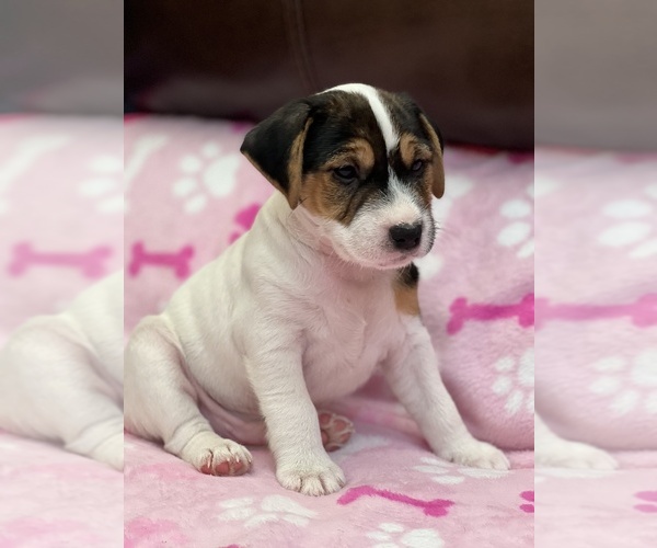 Medium Photo #4 Parson Russell Terrier Puppy For Sale in TEMECULA, CA, USA