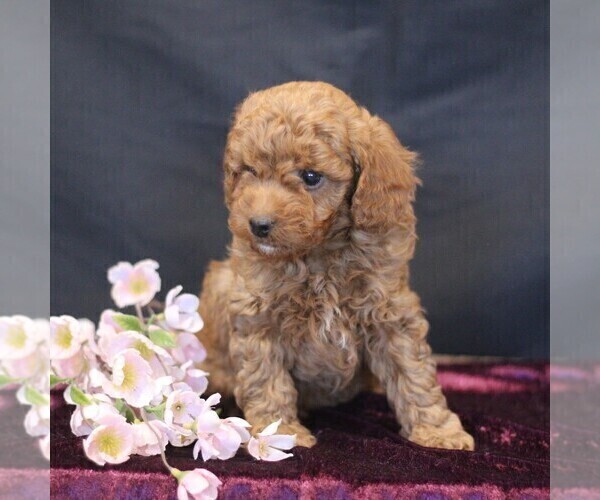 Medium Photo #3 Cavapoo (Miniature) Puppy For Sale in MILLERSTOWN, PA, USA