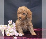 Small #2 Cavapoo (Miniature)