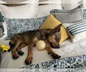 Ranger *Adopt* - Male Mutt Dog for Adoption - Photo #6