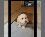 Ulysses - Male Havanese-Zuchon Mix Puppy for Sale - Photo #2