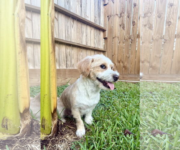 Medium Photo #2 Mutt Puppy For Sale in Rosenberg, TX, USA