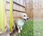 Small #1 Mutt