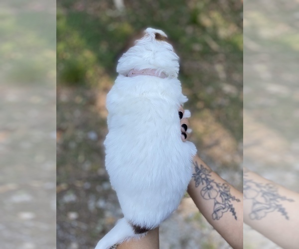 Medium Photo #3 Saint Bernard Puppy For Sale in COLBERT, GA, USA