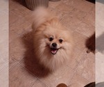 Small Photo #2 Pomsky Puppy For Sale in CARTHAGE, TX, USA