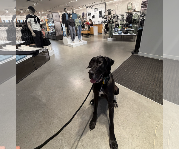 Medium Photo #6 Great Dane Puppy For Sale in Sandy, UT, USA