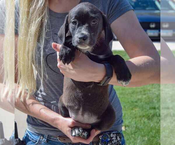 Medium Photo #4 Sheprador Puppy For Sale in Huntley, IL, USA