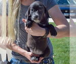 Small #3 Sheprador