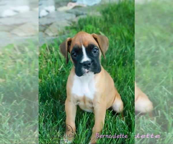 Medium Photo #3 Boxer Puppy For Sale in SHIPSHEWANA, IN, USA