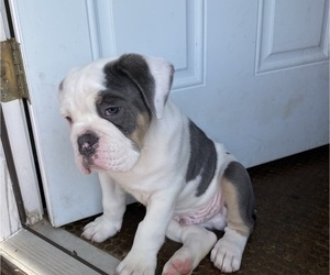 Olde English Bulldogge Puppy for Sale in SOUTHPORT, Florida USA