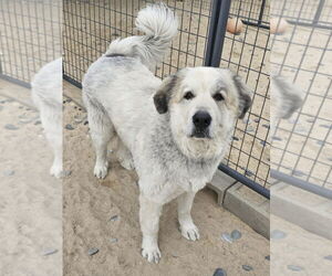 Great Pyrenees Dogs for adoption in PEYTON, CO, USA