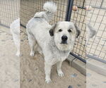 Small Great Pyrenees