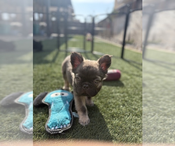 Medium Photo #8 French Bulldog Puppy For Sale in MANTECA, CA, USA