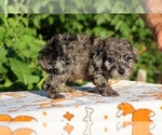 Small #11 Poodle (Toy)
