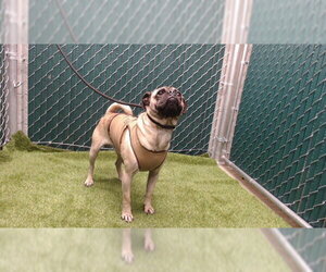 Pug Dogs for adoption in Downey, CA, USA