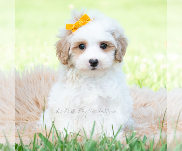 Medium Photo #2 Maltipoo (Toy) Puppy For Sale in WARSAW, IN, USA
