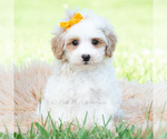 Small #1 Maltipoo (Toy)