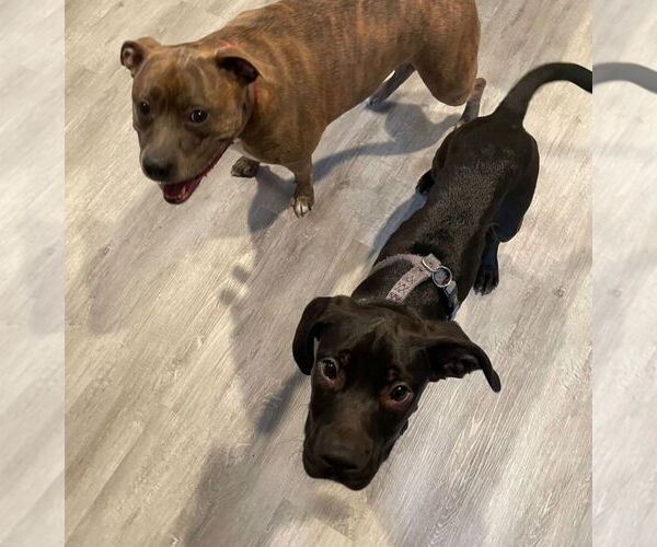 Medium Photo #3 American Staffordshire Terrier-Labrador Retriever Mix Puppy For Sale in Chester, VA, USA