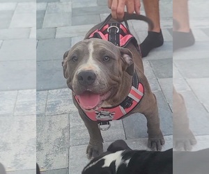 American Bully Puppy for sale in NORTH PORT, FL, USA